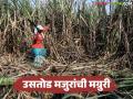 ऊस तोडणी व ओढणीने शेतकऱ्याला दिला झटका; प्रतिटनाला बसतोय शंभर रुपयांचा फटका - Marathi News | Sugarcane harvesting and hauling has given a blow to farmers; The loss is Rs 100 per ton | Latest agriculture News at Lokmat.com
