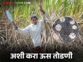 उसाचे वजन भरण्यासाठी व चांगल्या रिकव्हरीसाठी कशी कराल ऊस तोडणी; वाचा सविस्तर - Marathi News | How to cutting sugarcane for get good tonnage and get good sugar recovery; read in detail | Latest agriculture News at Lokmat.com