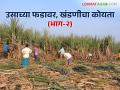 Sugarcane Farming : तोडकरी, ट्रॅक्टरवाले, चिटबॉय इंग्लंडमधून आलेत काय? आपलाच माणूस बळीराजाच्या मुळावर - Marathi News | Sugarcane Farming : Did the sugarcane labor, Tractor drivers, Chitboy come from England? Our own peoples is cheated to farmers | Latest agriculture News at Lokmat.com