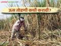 उसाच्या जातीनुसार ऊस तोडणीचे नियोजन कसे करावे वाचा सविस्तर - Marathi News | Read details on how to plan sugarcane cutting according to the variety of sugarcane | Latest agriculture News at Lokmat.com