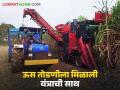 Sugarcane Harvesting Machine : शेतकऱ्यांनो ऊस तोडणीची करु नका चिंता; यंत्र आहे मदतीला - Marathi News | Sugarcane Harvesting Machine : The machine is here to help harvesting sugarcane | Latest agriculture News at Lokmat.com