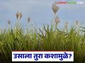 उसाला फुटला अवेळी तुरा; आडसाल लावणीच्या वजनाला हेक्टरी १० टनांचा फटका - Marathi News | Sugarcane suffers untimely flowering; Adasali planting suffers 10 tons per hectare loss | Latest agriculture News at Lokmat.com