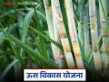 शेतकरी उत्पादक गट, कंपन्या व सहकारी संस्थासाठी ऊस विकास योजना; कसा घ्याल लाभ? वाचा सविस्तर - Marathi News | Sugarcane Development Scheme for Farmer Producer Groups, Companies and Cooperatives; How to avail the benefits? Read in detail | Latest agriculture News at Lokmat.com