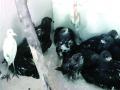पक्ष्यांना उष्माघाताचा तडाखा - Marathi News | Heats the heat of birds | Latest thane News at Lokmat.com