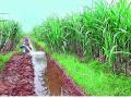 ऊसशेतीला पर्याय काय..? -- रविवार विशेष जागर - Marathi News | What is the solution of the tropics? - Sunday Special Jagar | Latest editorial News at Lokmat.com