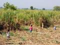 अहमदनगर जिल्ह्यात उसाचे क्षेत्र पन्नास टक्क्यांनी घटले - Marathi News | In Ahmednagar district, sugarcane area declined by 50 percent | Latest ahilyanagar News at Lokmat.com