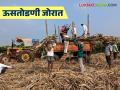 Sugarcane Crushing : ऊसतोडणीला गती: साखर कारखाने आणि गूळ युनिट्सकडून वाढली मागणी वाचा सविस्तर - Marathi News | latest news Sugarcane Crushing: Sugarcane crushing accelerates: Increased demand from sugar factories and jaggery units Read in detail | Latest agriculture News at Lokmat.com