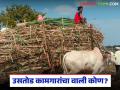 शासनाच्या परिपत्रकात उसतोड कामगारांसाठी कोणकोणत्या सोयी-सुविधा आहेत? वाचा सविस्तर - Marathi News | What facilities have been provided for sugarcane harvesting workers in the government circular? Read in detail | Latest agriculture News at Lokmat.com