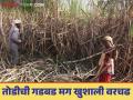 Sugarcane Harvesting : शेतकऱ्यांनो ऊस तोडीची घाई नको; होतील हे तोटे वाचा सविस्तर - Marathi News | Sugarcane Harvesting : Farmers, don't rush to harvest sugarcane; Read these disadvantages in detail | Latest agriculture News at Lokmat.com