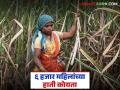 यंदा ऊस तोडीसाठी महिला मजुरांची संख्या पुरुषांबरोबरच; किती महिलांच्या हातात कोयता? - Marathi News | This year, the number of female laborers for sugarcane harvesting is equal to that of men; how many women have scythes in their hands? | Latest agriculture News at Lokmat.com