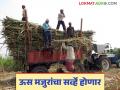 Ustod Kamgar Nondani : राज्यात १० लाख ऊस तोड कामगार नोंदणी मात्र जेमतेम लाखभर - Marathi News | Ustod Kamgar Nondani : 10 lakh sugarcane harvester workers registered in the state but only a few lakh | Latest agriculture News at Lokmat.com