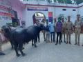 चोरीला गेलेल्या दोन म्हैशी ५ दिवसांत शोधून ठाण्यात आणल्या, उत्तर प्रदेश पोलिसांची कामगिरी - Marathi News | Two stolen buffaloes were found and brought to Thane in 5 days, an achievement of Uttar Pradesh Police | Latest uttar-pradesh News at Lokmat.com