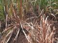 Kolhapur: उत्तूरमधील ऊस पिके करपली, शेतकरी चिंताग्रस्त  - Marathi News | Sugarcane crops failed in Uttur Kolhapur, farmers worried | Latest kolhapur News at Lokmat.com
