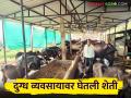 Dairy Farmer Success Story : दत्तात्रयरावांची दुग्ध व्यवसायात प्रगती; ढासळलेल्या आर्थिक परिस्थितीला दिली जोरदार भरारी - Marathi News | Dairy Farmer Success Story: Dattatray Rao's progress in the dairy business; Gave a strong boost to the deteriorating economic situation | Latest agriculture News at Lokmat.com