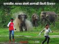 समृद्ध शेतीची गव्यांना लागली चटक; वन्यजीव का उठताहेत मानवाच्या जिवावर? - Marathi News | The cows of prosperous agriculture are getting tired; Why are wildlife rising up against human life? | Latest agriculture News at Lokmat.com