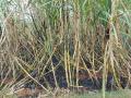 धामोड येथील तीन एकरावरील ऊसास शॉर्टसर्किटने आग ! - Marathi News | Sugarcane fire on three acres at Dhamod due to short circuit! | Latest kolhapur News at Lokmat.com