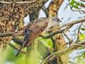 पुण्यातील वेताळ टेकडीवर दुर्मिळ छोट्या कोकिळचे दर्शन - Marathi News | Rare little bird on Vetal hill in Pune | Latest pune News at Lokmat.com