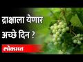 नैसर्गिक संकटांमुळे द्राक्षाला यंदाच्या हंगामात चांगला भाव मिळण्याची शक्यता आहे Grapes farming - Marathi News | Due to natural calamities, grapes are likely to fetch good prices this season | Latest maharashtra Videos at Lokmat.com