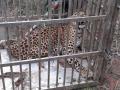 अखेर बिबट्या अडकला पिंजऱ्यात; गोंदिया जिल्ह्यातील घटना - Marathi News | Finally the leopard got stuck in the cage; Incidents in Gondia district | Latest gondia News at Lokmat.com