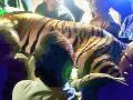चंद्रपूर वीज केंद्र परिसरातील 'तो' नरभक्षक वाघ अखेर जेरबंद - Marathi News | The man-eating tiger in Chandrapur power station area was finally rescued | Latest chandrapur News at Lokmat.com