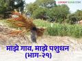 पावसाळ्यात पशुखाद्यासह वैरणीची कशी घ्याल काळजी - Marathi News | How to take care of fodder vairan with animal feed during rainy season | Latest agriculture News at Lokmat.com