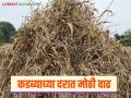 यंदा ज्वारीपेक्षा कडब्याला मिळतोय दुप्पट भाव; टनाला कसा मिळतोय दर? - Marathi News | This year dry sorghum fodder kadaba is fetching double the price than sorghum; How is the price per ton being fetched? | Latest agriculture News at Lokmat.com
