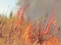 Sangli News: उसाचा फड पेटवताना एकाचा मृत्यू, एकजण जखमी - Marathi News | One person died and another was injured while setting fire to a sugarcane field in Wakurde Budruk Sangli | Latest sangli News at Lokmat.com