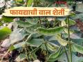 Val Lagwad : वाल हमखास उत्पन्न देणारे किफायतशीर पीक कशी कराल लागवड - Marathi News | Val Lagwad : How to cultivate dolichos bean as a profitable crop with guaranteed yield | Latest agriculture News at Lokmat.com
