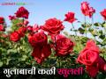 'व्हॅलेंटाईन डे'मुळे गुलाब उत्पादकांची खुलली कळी; गुलाबाच्या मागणीत मोठी वाढ - Marathi News | 'Valentine's Day' brings a boom to rose growers; huge increase in demand for roses | Latest agriculture News at Lokmat.com