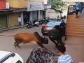 साताऱ्यातील राजपथावर दोन तास वळूंची झुंज - Marathi News | Battles of two bulls in Satara | Latest satara Videos at Lokmat.com