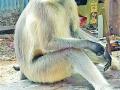‘तो’ वानर अनेकांचा मित्र झालेला, पण शेवटी केला वृद्धेचा घात... - Marathi News | 'He' has many friends with monkeys, but ultimately the power of old man ... | Latest solapur News at Lokmat.com