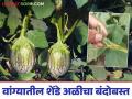 Vangi Shned Ali : वांग्यातील शेंडे पोखरणाऱ्या अळीच्या नियंत्रणासाठी करा हे सोपे उपाय - Marathi News | Vangi Shned Ali : Take these simple measures to control the stem borer into the brinjal crop | Latest agriculture News at Lokmat.com