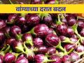 Brinjal Market : वांग्याची आवक घटली, वाचा आज प्रतिकिलोला काय दर मिळतोय?  - Marathi News | Latest News todays Brinjal market price in jalgaon market yard check here details | Latest agriculture News at Lokmat.com