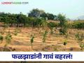 Agriculture News : चंद्रपूरच्या मुंडाळा गावात बहरली वनराई, 12 हेक्टरात बहरली 11 हजार फळझाडे - Marathi News | Latest News Mundala village of Chandrapur forest of 11 thousand trees bloomed in 12 hectares | Latest agriculture News at Lokmat.com