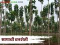 Agroforestry बांधावर लावा हे झाड अन् करा ह्याची शेती - Marathi News | Cultivation of teakwood Cultivation on farm bund or in field Cultivation | Latest agriculture News at Lokmat.com