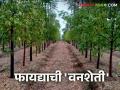Van Sheti : वनशेती म्हणजे काय? अन् काय आहेत त्याचे फायदे? जाणून घ्या सविस्तर - Marathi News | Van Sheti : What is forest farming? And what are its benefits? Find out in detail | Latest agriculture News at Lokmat.com