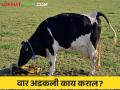 गाई म्हशींमध्ये वार किंवा जार कशामुळे अडकते काय करावे उपाय - Marathi News | What causes retained placenta problem in cow & buffalo after delivery what to do remedy | Latest agriculture News at Lokmat.com
