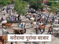 Bail Bajar : असा बाजार जिथं गावरान बैलांसह खिल्लारी बैलांची चलती, कुठं भरतो हा बाजार?  - Marathi News | Latest News Agriculture News Farmers from Chandrapur, Wardha, Yavatmal districts participate in Warora bail market | Latest agriculture News at Lokmat.com