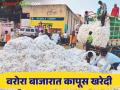 Cotton Market : वरोरा बाजारात पहिल्या दिवशी कापसाला काय भाव मिळाला? वाचा सविस्तर  - Marathi News | Cotton Market: What was the price of cotton on the first day in Varora market? Read in detail  | Latest agriculture News at Lokmat.com