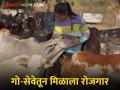 एमबीए केल्यावर उच्च पगाराची नोकरी सोडून, हि तरुणी करतेय गोवंश संवर्धन - Marathi News | Leaving a high paying job after doing MBA, this young woman is doing cow conservation | Latest agriculture News at Lokmat.com