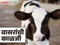 भविष्यातील सुदृढ गाय निर्माण करण्यासाठी कसे कराल वासारांतील रोग नियंत्रण - Marathi News | How to control diseases in calves to produce healthy future cows | Latest agriculture News at Lokmat.com