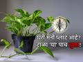 Vastu Tips: मनी प्लांट लावूनही पैसा टिकत नाहीये? मग 'या' ५ चुका तुम्ही करत नाही ना? तपासून घ्या! - Marathi News | Vastu Tips: Money is not saving even after installing a money plant? Then you are not making these 5 mistakes, are you? Check it out! | Latest bhakti News at Lokmat.com