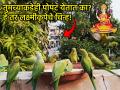 Vastu Tips: खिडकीत, अंगणात पोपटाचे येणे हे तर लक्ष्मी कृपेचे शुभ चिन्ह; पाहा वास्तू संकेत! - Marathi News | Vastu Tips: The presence of a parrot in the window or courtyard is an auspicious sign of Lakshmi's grace; See Vastu signs! | Latest bhakti Photos at Lokmat.com