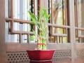 Feng Shui Tips : आपल्या घरी ठेवा ‘हे’ छोटंसं रोपटं, नांदेल सुख-समृद्धी - Marathi News | feng shui tips for bamboo plant for prosperity an d healthy relationship know more tips | Latest bhakti Photos at Lokmat.com