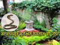 Vastu Tips: पावसाळ्याआधी अंगणात, बिल्डिंगच्या आवारात लावा 'ही' रोपं; साप घराकडे फिरकणारसुद्धा नाहीत! - Marathi News | Vastu Tips: Plant these plants in the yard and building premises before the monsoon; snakes will not even come near the house! | Latest bhakti News at Lokmat.com