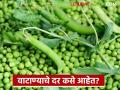 वाटाणा तेजीत, पुणे बाजारात तब्बल 11 हजार रुपये क्विंटलचा दर, वाचा सविस्तर  - Marathi News | Latest news Vatana market Peas are priced at Rs 11 thousand per quintal in Pune market, read in detail | Latest agriculture News at Lokmat.com