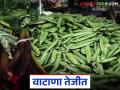 मंचर बाजार समितीत वाटाण्याने गाठला सर्वाधिक भाव: प्रतिकिलो कसा मिळाला दर? - Marathi News | Green peas reached the highest price in Manchar Market Committee: How was the price per kg obtained? | Latest agriculture News at Lokmat.com