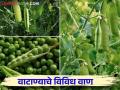 Vatana Lagwad : रब्बी हंगामात वाटाणा पिक घेताय कोणते वाण निवडाल - Marathi News | Vatana Lagwad : Which variety to choose for pea crop during rabi season | Latest agriculture News at Lokmat.com
