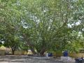 Indian tree day; सत्तर वर्षांपूर्वीचा साक्षीदार असलेला सोलापुरातील ‘वटवृक्ष’ - Marathi News | Indian tree day; Thirty-seven years ago, witnessed 'Watavraksha' in Solapur. | Latest maharashtra News at Lokmat.com