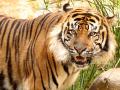 वाघाच्या हल्ल्यात गुराखी जखमी, तुमसर तालुक्यातील घटना - Marathi News | Cowherd injured in tiger attack, incident in Tumsar taluka | Latest bhandara News at Lokmat.com
